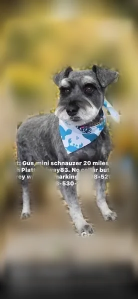 Lost dog, Weems Road, 15801, Stapleton — male miniature schnauzer, dark grey with white eyebrows and beard - photo