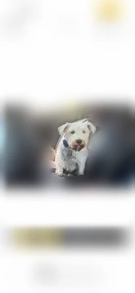 Lost dog, Lavern Street, 2714, Bryant - female — white with a pink collar - photo
