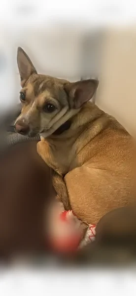 Lost dog, Lavern Street, 2714, Bryant — brown dog with a red collar and rabies tag - photo