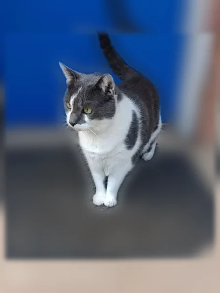 Lost cat, West Brookside Street, 604, Colorado Springs - female, gray and white short hair - photo