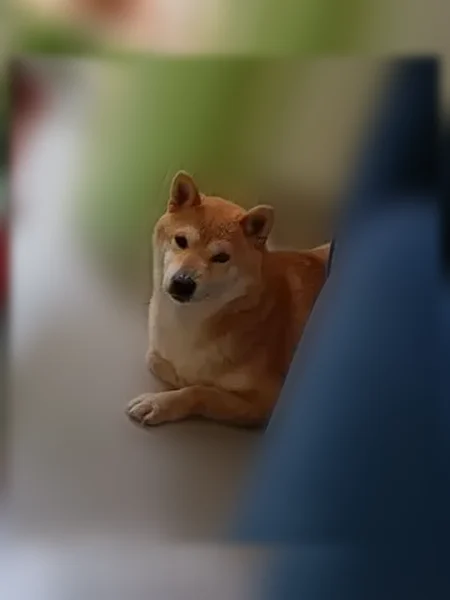 Perdu chien femelle, Vitré — petite shiba inu rousse - photo