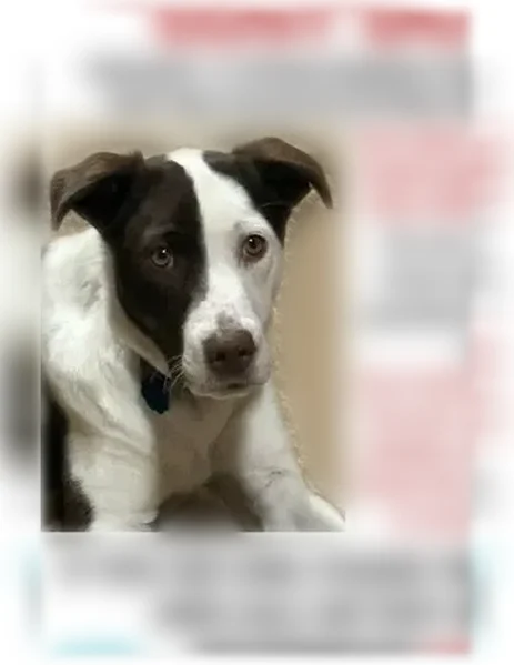 Lost dog, Glendenning Road, 9475, Cottage Grove, Arlington - white with brown patches, blue collar - photo