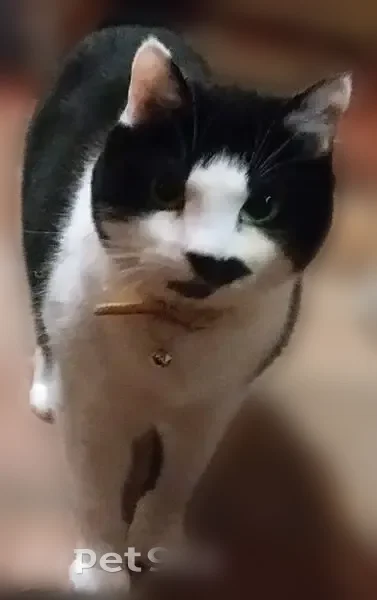 Chat perdu femelle, Rue du Perré, 13, La Membrolle-sur-Choisille - très craintive - photo