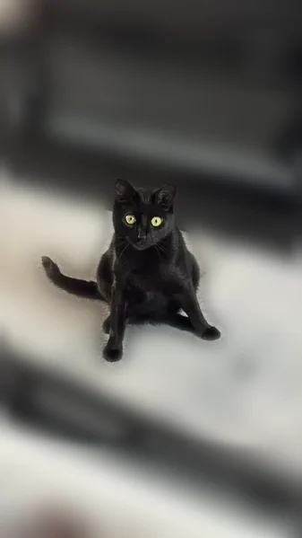 Lost cat, Canterford Lane, 5323, Virginia Beach — female, shy, indoor cat - photo