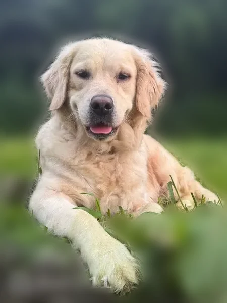 Chien perdu, Plumaudan, Yvignac-la-Tour - femelle golden retriever craintive - photo