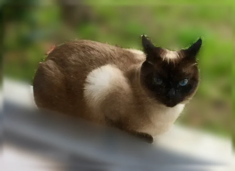 Chat perdu, femelle, Rue Jules Hardouin-Mansart, Saint-Nazaire - siamoise de 8 ans - photo