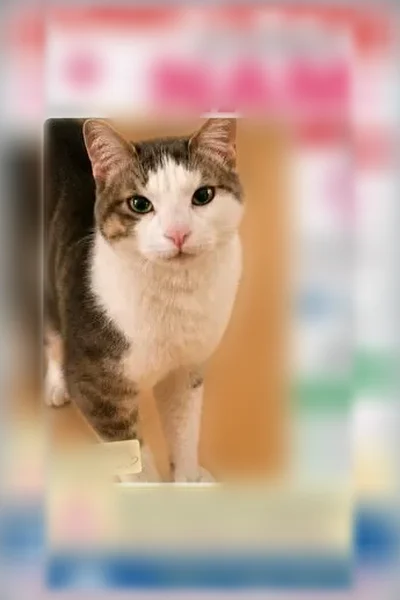 Perdu chat femelle, Avenue Winston Churchill, 1, Aix-en-Provence - petite taille, queue courte - photo