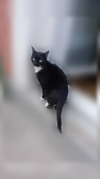 Chat perdu mâle, Avenue Roger Salengro, 104, Châtenay-Malabry, Paris - noir avec bout des pattes blancs - photo