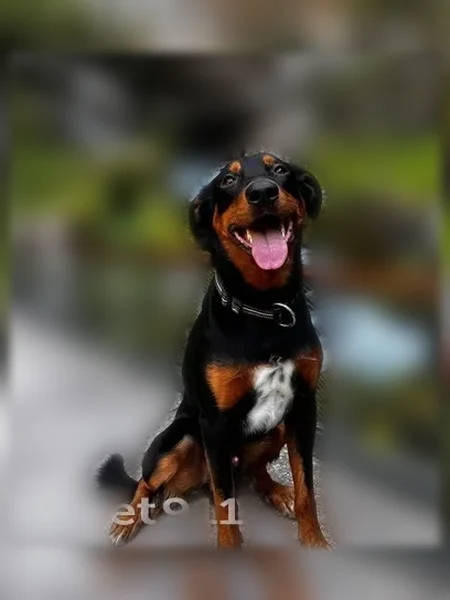 Chien disparu Garçon, Jassans-Riottier (fl596430) - photo