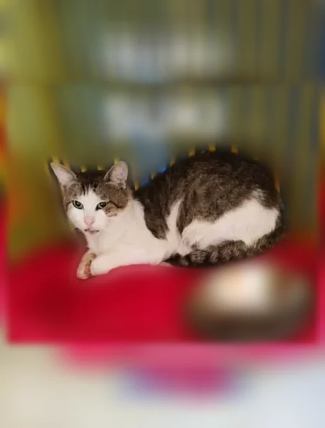 Chat perdu mâle, Rue de l'Amiral Courbet, 8, Saint-Mandé - gris blanc, craintif - photo