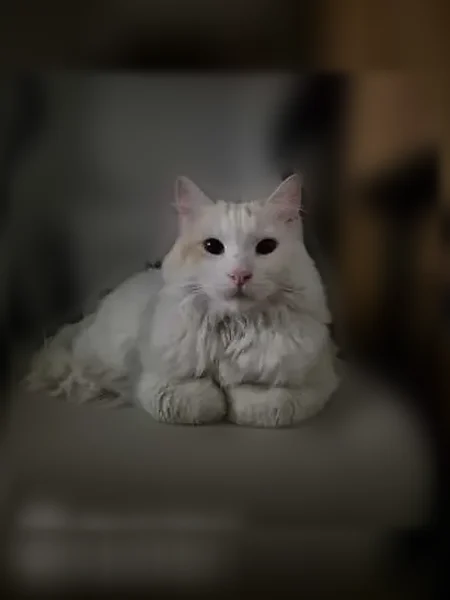 Chat perdu mâle, Rue des Combattants, 18, Le Grau-du-Roi, Paris - tache rouge au visage et à la queue - photo