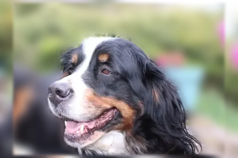 Chien perdu femelle, Résidence la Madeleine, 16, Chevreuse - Bouvier Bernois - photo