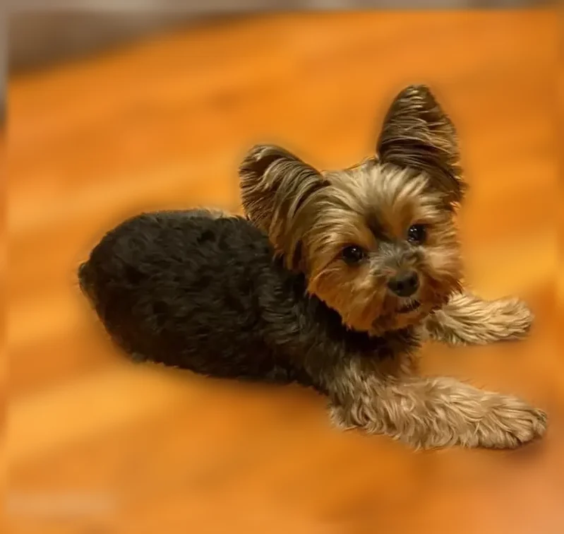 Lost dog, Bennett Avenue, 1, New York, Manhattan - male - photo