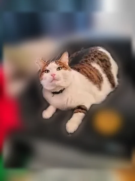 Chat perdu mâle, Allée des Cèdres, 1, Boussy-Saint-Antoine - couleur tigre blanc - photo