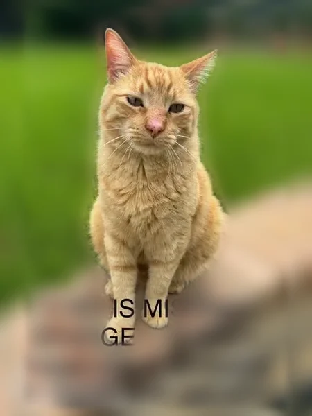 Lost cat, Chipwood Court, 899, Euless - male, irritated nose from insect bites - photo