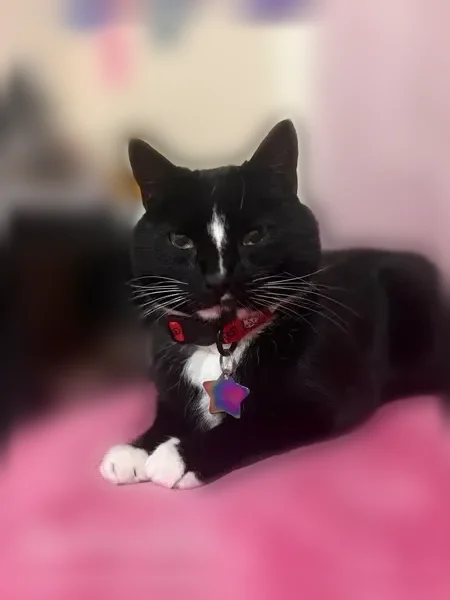 Lost cat, Norfen Road, 4408, Baltimore Highlands — male, tuxedo with a white stripe on face - photo