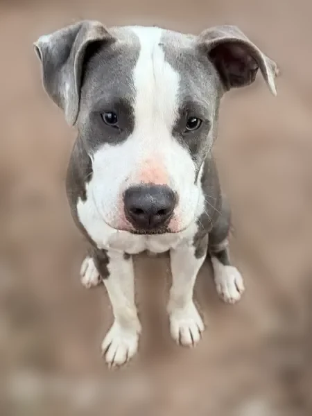 Lost dog, Simpson Street, 495, Benton - male, tagged and collared - photo