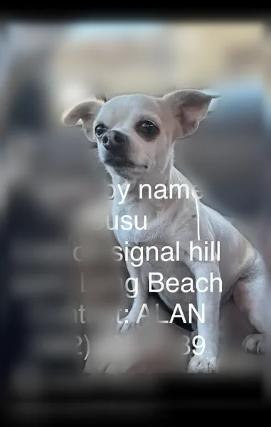 Lost dog, Cherry Avenue, 2175, Signal Hill - female, white with brown spots - photo