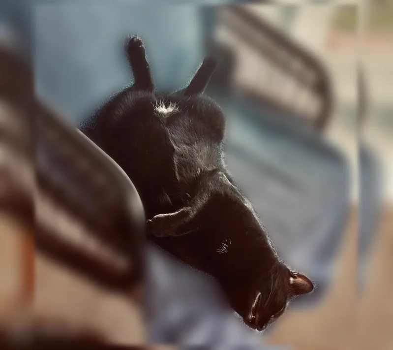 Lost cat, Las Brisas Way, Jacksonville — male, black Bombay mix - photo