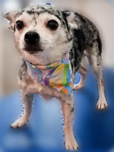 Lost dog, Cochran Highway, 378, Empire - female Chihuahua, scared of new people - photo