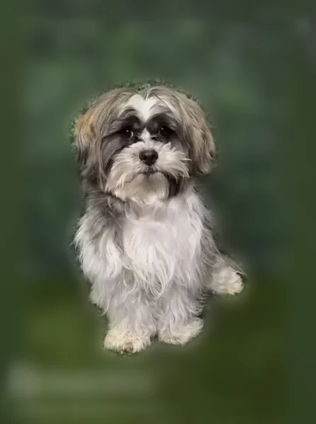 Lost dog, Hale Street, 2950, Philadelphia - photo