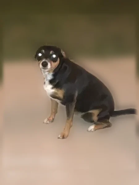 Lost dog, King Cypress Lane, 15811, Cypress, Tomball - female, black with white underbelly - photo