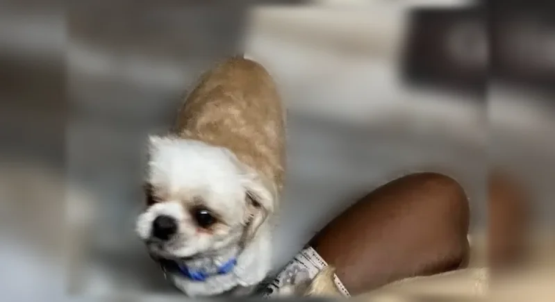 Lost dog, Zelkova Court, 106, Harvest, Madison - white, over 10 years old, blind and deaf - photo