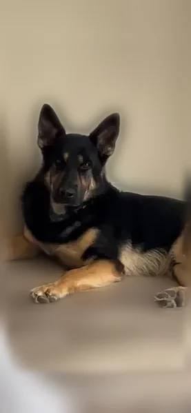 Lost dog, Midland, Michigan - male, black and tan, wearing a collar - photo