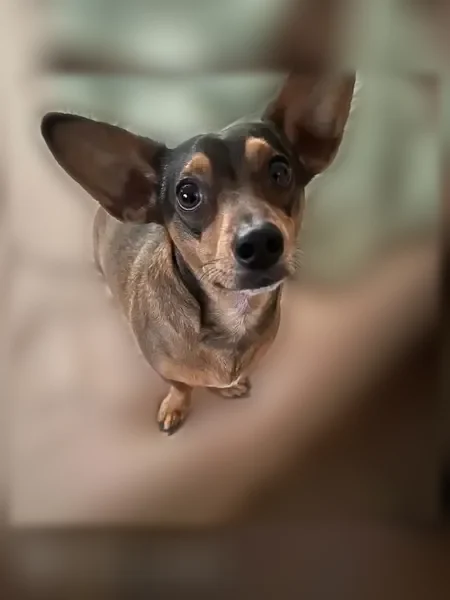 Lost dog, Spring Valley, Nevada - male, black stripe down back - photo