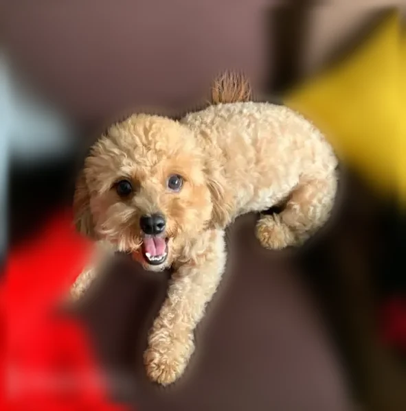 Lost dog, Tinker Drive, 3016, Oceanside - photo