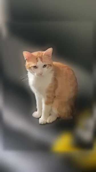 Chat perdu, Rue Étienne Bast, Argenteuil - mâle roux et blanc non castré - photo