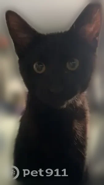 Lost cat, South Julian Street, 5183, Littleton — male, all black kitten - photo