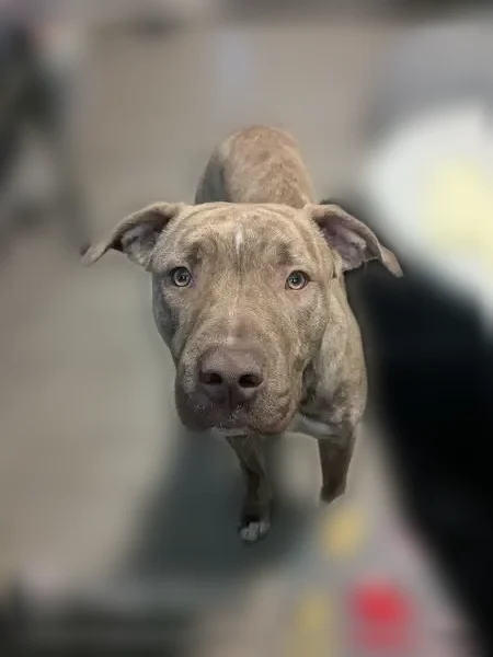 Lost dog, Fullerton Avenue, 2551, Detroit - male, injured - photo