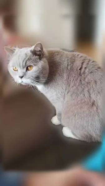 Chat perdu mâle, Rue Edouard Lefebvre, Versailles, Paris - british shorthair gris et blanc - photo