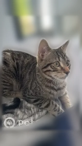 Chat perdu mâle, Allée de la Ferme, 18, Pommeuse - tigré et très craintif - photo