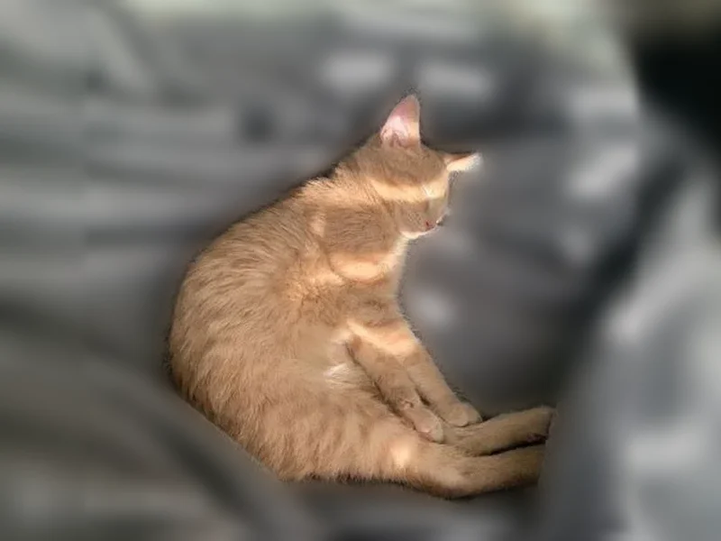 Lost cat, Elm Road North, 17710, Osseo, Hastings - male, orange kitten with a white chest patch - photo
