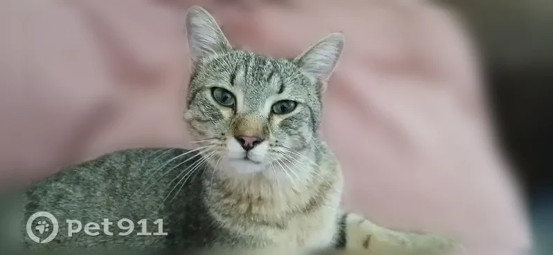 Chat perdu mâle, Paris - tigré, castré, pucé - photo