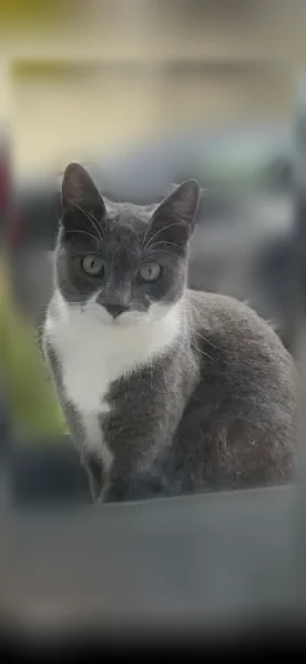Chat perdu, femelle, Rue Laversin, Champigny-sur-Marne, Paris — grise et blanche - photo