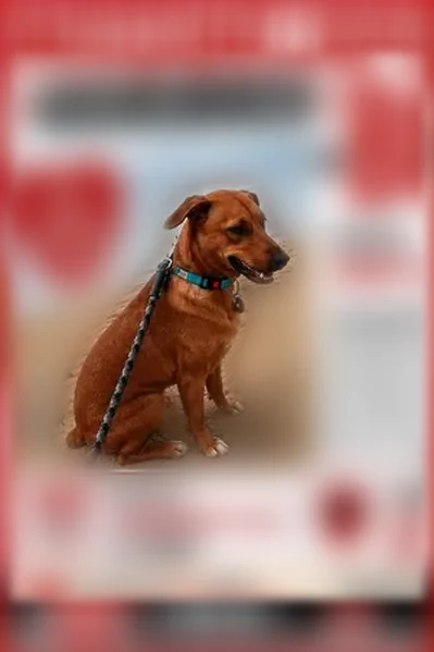 Lost dog, Carver Road, 144, Rogersville, Detroit - male, nub tail - photo