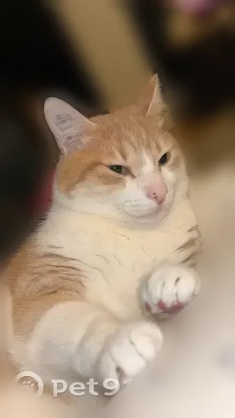 Chat perdu mâle, Rue de Fourqueux, 51, Saint-Germain-en-Laye - roux avec tâches blanches - photo