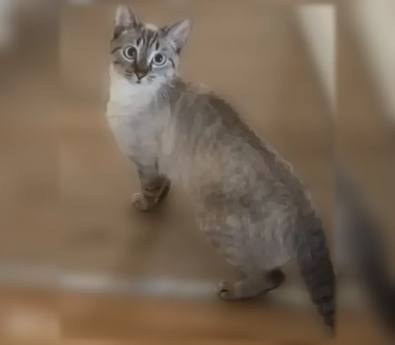 Chat perdu, femelle, Rue des Berrichons, 29, Argenteuil - très peureuse - photo