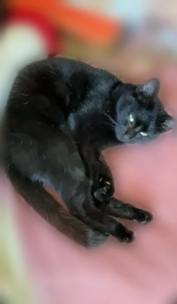 Chat perdu, Rue de Montluçon, Auby, Douai - femelle, très gentille, petite en taille - photo