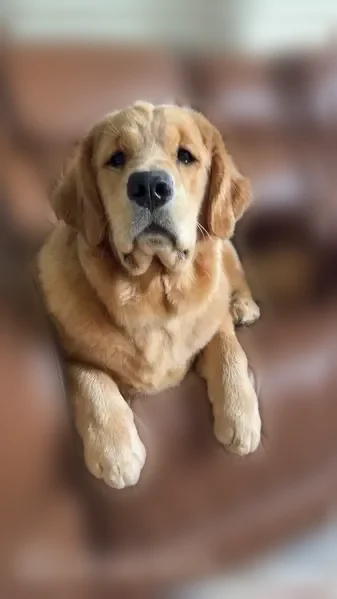 Lost dog, Watling Path, 13336, Fort Wayne - female golden retriever - photo