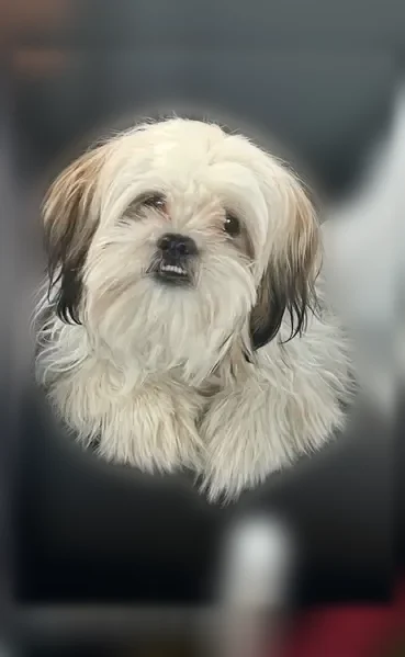 Lost dog, Lendon Lane, Lawrenceville, Arlington - male Shih Tzu, white and brown, black-tipped ears - photo