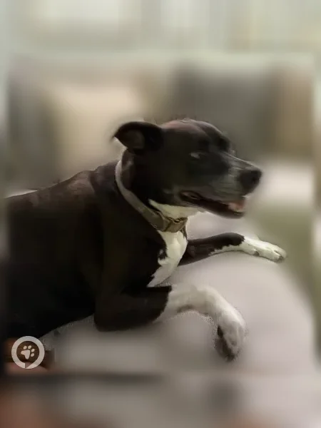Lost dog, West Surrey Avenue, 12518, El Mirage - male, black with white belly, green camo collar - photo