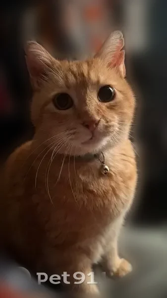 Lost cat, Falkirk Circle, 13920, Grandview, Kansas City - orange tabby, neutered - photo