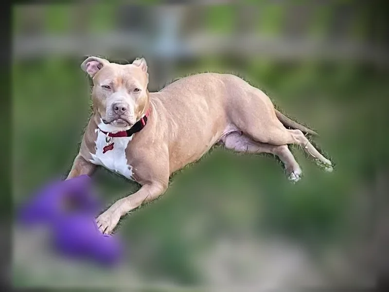 Lost dog, Bagley Street, 3521, Detroit - female, microchipped, bright orange collar and tags - photo