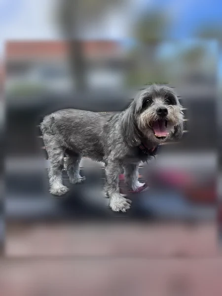 Lost dog, North 64th Way, 1421, Hollywood, Margate - female, small, gray, overbite - photo