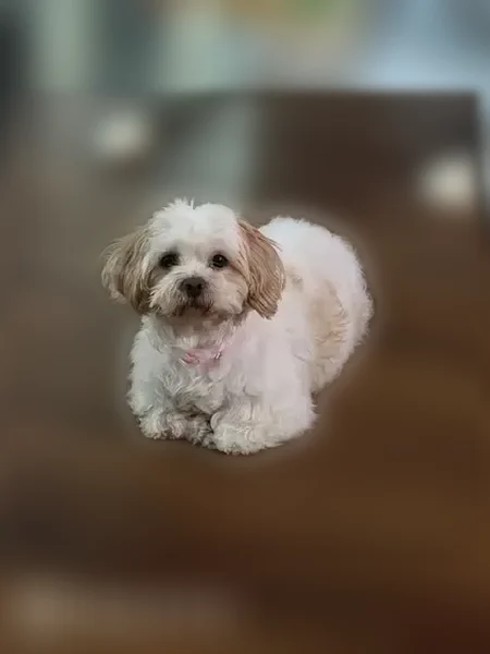Lost dog, Damon Street, 729, Rosenberg - female, pink collar - photo