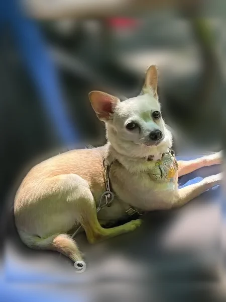 Lost dog, Angel's Point Trail, Unorganized Centre Parry Sound, Youngstown - female chihuahua with a bent ear - photo